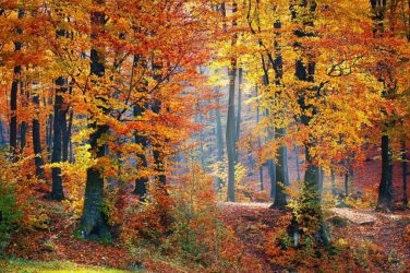 Image of a Leaves Changing in a Forest, a Setting that Might Implicate the WV Recreational Land Use Law. For Information about How This Statute Affects Those Who Hunt or Fish on Your Property, Contact Hendrickson & Long, PLLC.